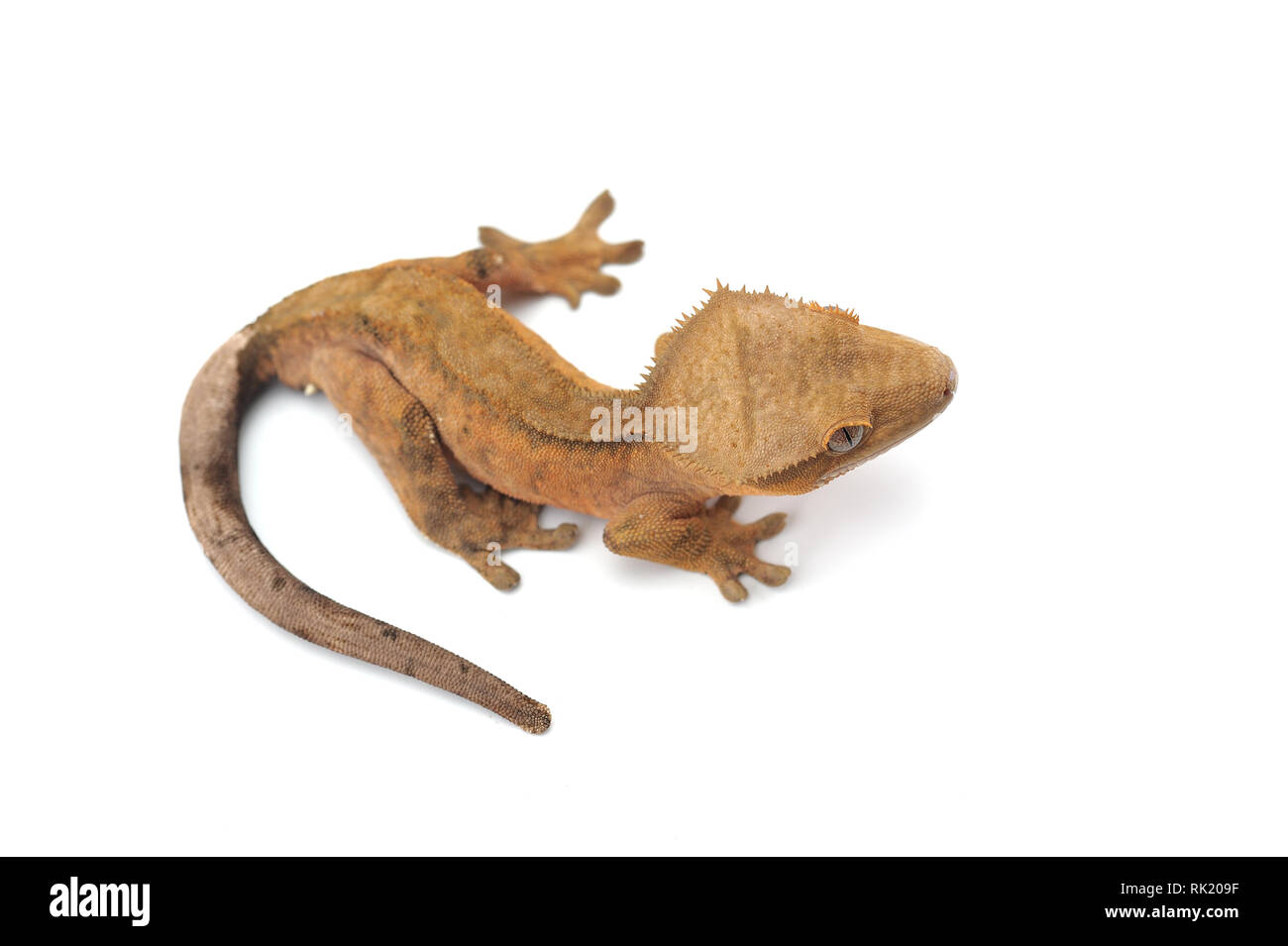 Crested gecko isolati su sfondo bianco Foto Stock
