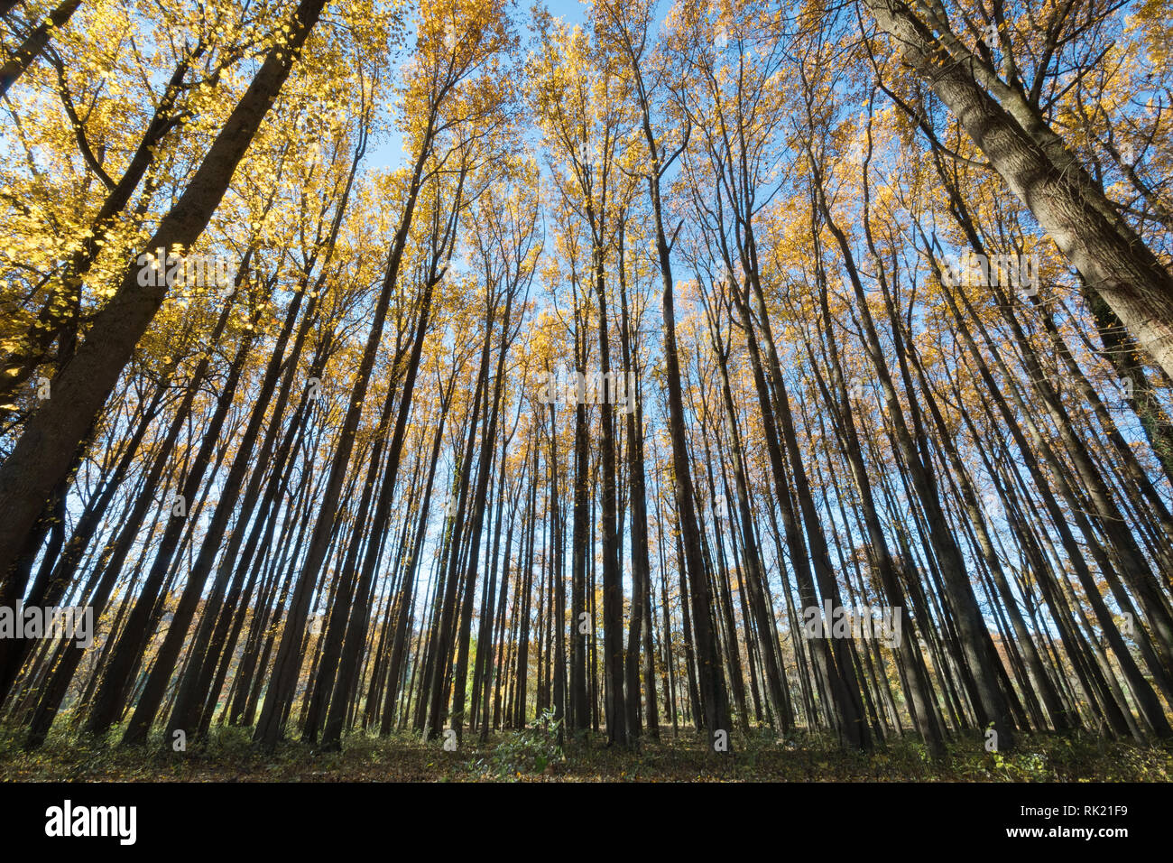 Il legno di alberi di alto fusto con foglie di giallo con un cielo blu in background. Foto Stock