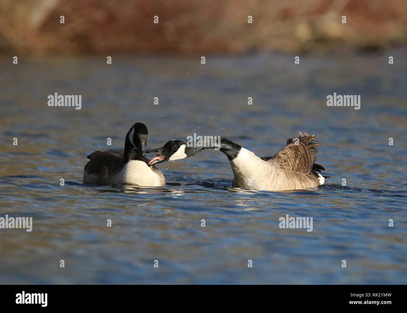 Una coppia di Oche del Canada clacson per allontanare gli altri uccelli dal loro territorio. Foto Stock