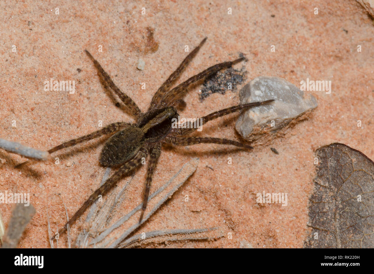 Wolf Spider, Schizocosa sp. Foto Stock