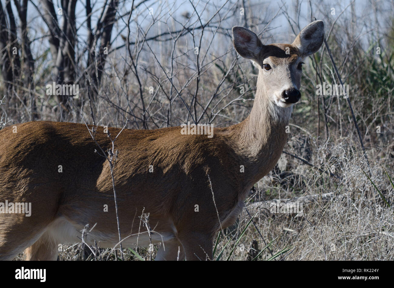 White-Tailed Deer, Odocoileus virginianus Foto Stock