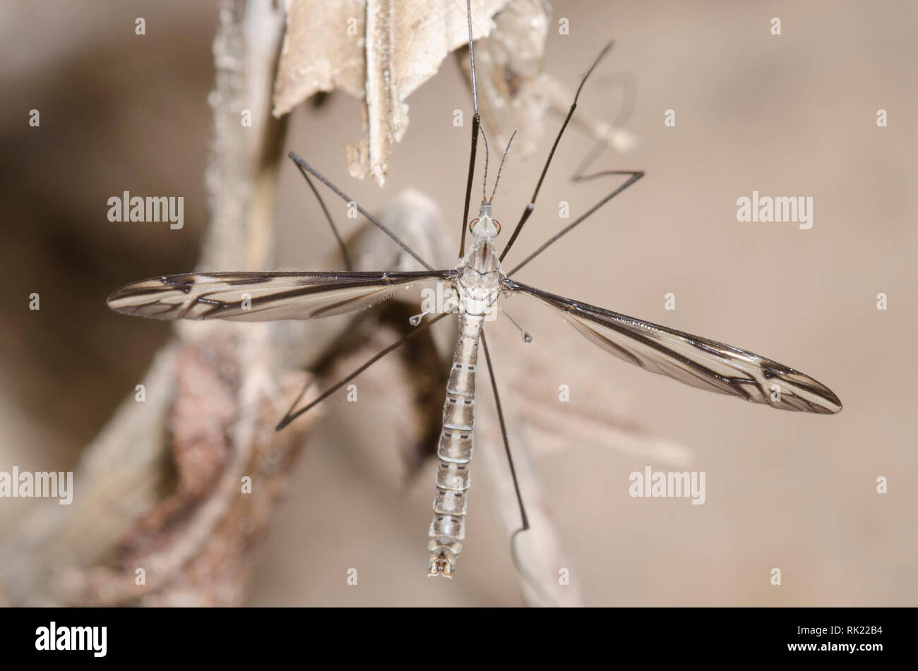 Grande gru Fly, Famiglia Tipulidae Foto Stock