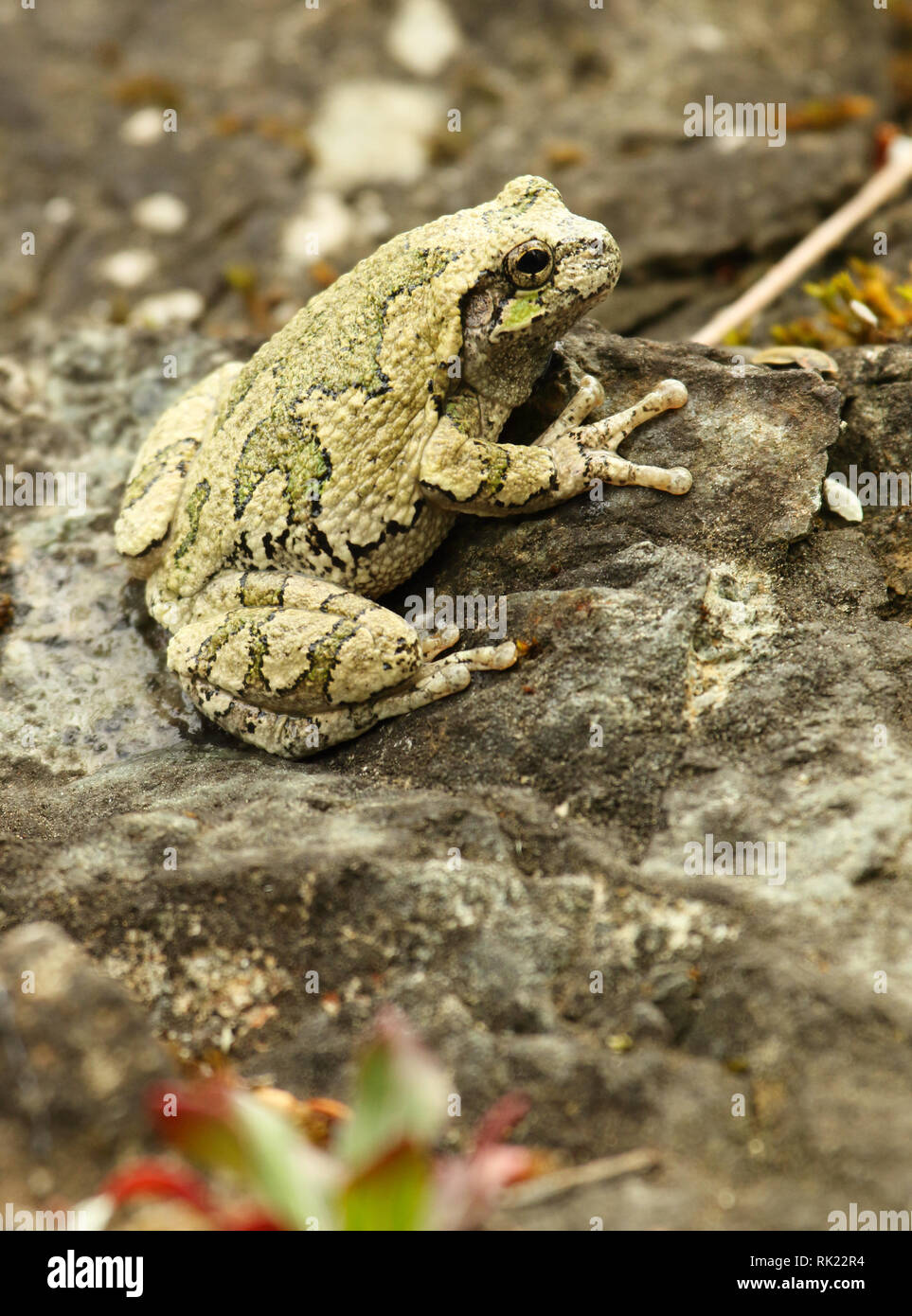 Un ritratto di grigio di una raganella Foto Stock