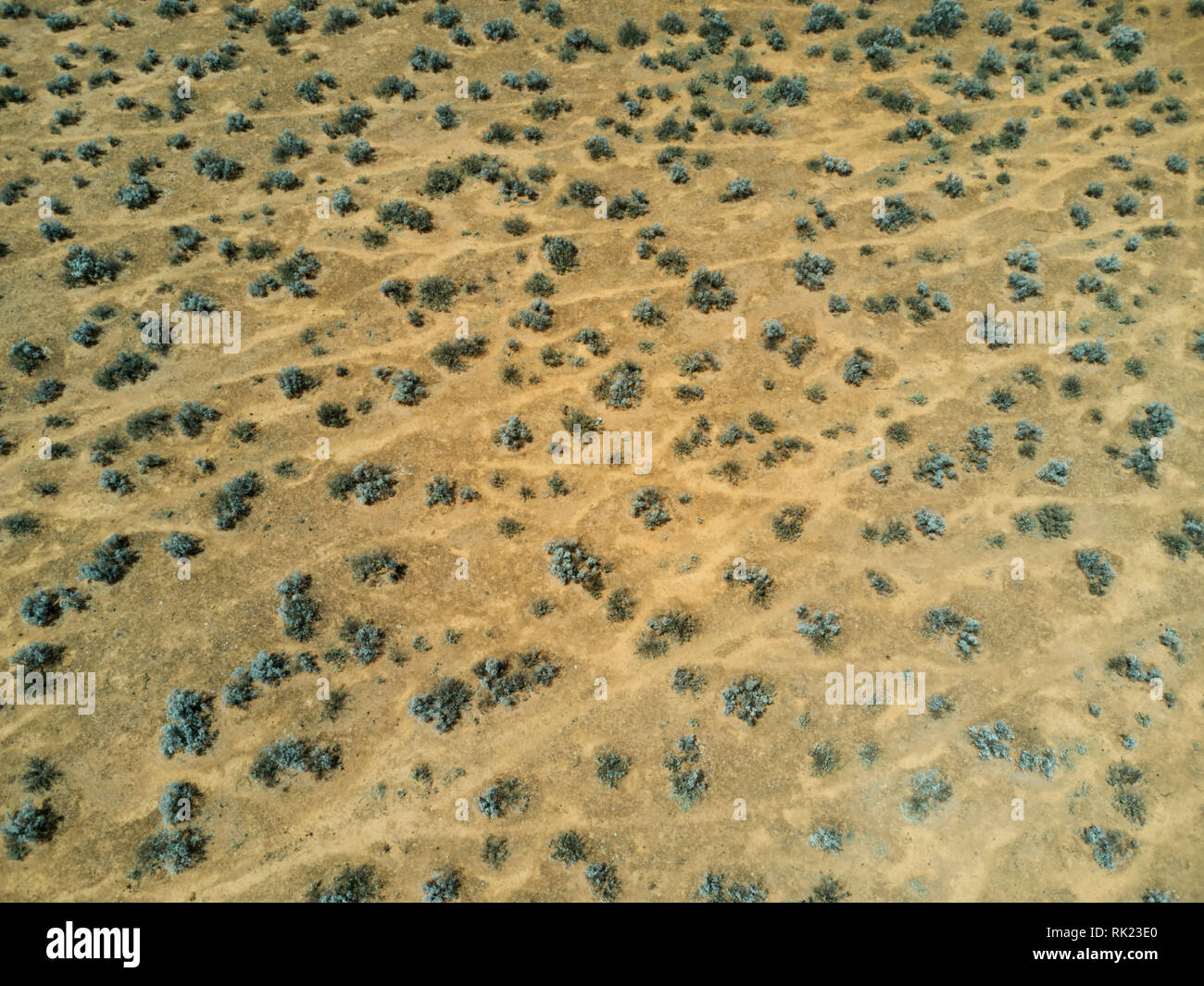 Antenna vista nadir di ovini le vie attraverso aride boccola blu pastrol paese Eyre Peninsula South Australia Foto Stock