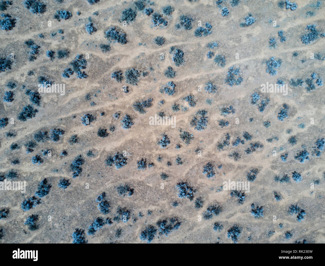 Antenna vista nadir di ovini le vie attraverso aride boccola blu pastrol paese Eyre Peninsula South Australia Foto Stock