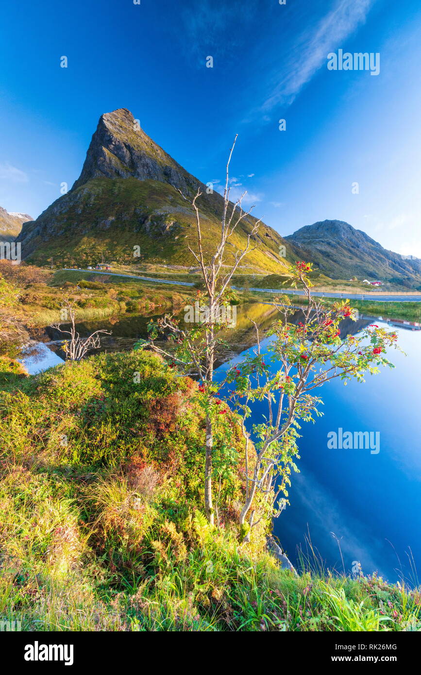 Montare Volanstinden circondato da bacche rosse sul bordo d'acqua, Fredvang, Nordland county, Isole Lofoten in Norvegia Foto Stock