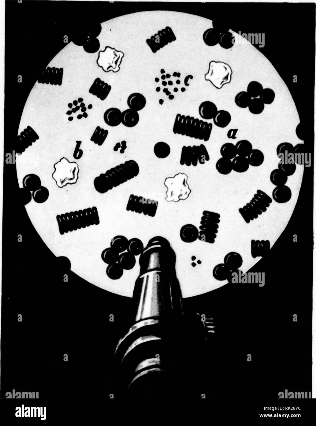 . Arthur e Fritz Kahn 1889-1932 di raccolta. Kahn, Fritz 1888-1968; Kahn, Arthur David 1850-1928; Storia Naturale illustratori; storia naturale. mittt üom Wenfdien / "erHitcr ^Jorßenpüft . SBilt) i6: Zeil tmeß Sßlut^tropfen^ ONU(er bem g)?itroffop. 3n einem "lut^jtcopfcn üon einem Äublf^gjJiUimeter 3n^a(t ilnb fünf "rote miUionen 95lutförper(a) entt)alUn. aiu6ERT)alb 6eö Äörperö bilden fle burc^ 93erfleben bie foQenannten ,,@e(broUen". 2LU^er6em enthält ba^ g5(ut 25 üKiUlarben mel^e gjlutföcpec (b) unb etwa jwei SBittlonen ©erinnung^^SeUen (c). Si prega di notare che queste immagini vengono estratti Foto Stock