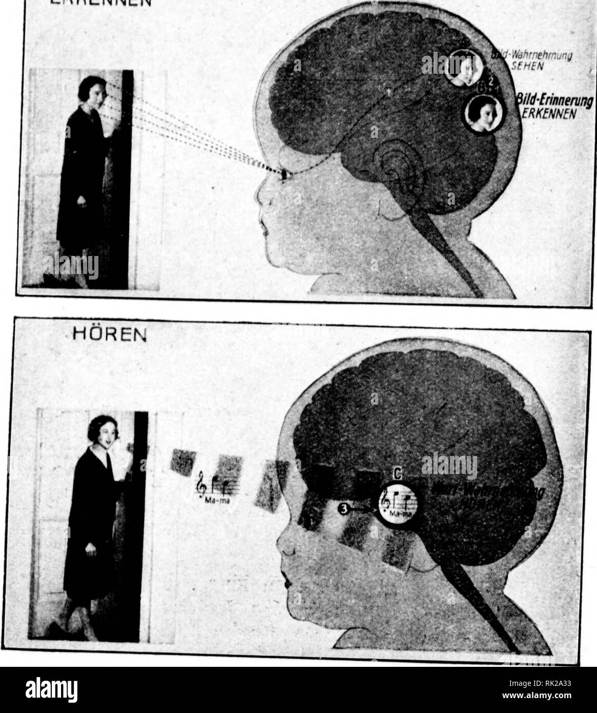 . Arthur e Fritz Kahn 1889-1932 di raccolta. Kahn, Fritz 1888-1968; Kahn, Arthur David 1850-1928; Storia Naturale illustratori; storia naturale. Id-Wahrnehmung SthtN % Wie das Geliirn arbeitet: 1. Die crstt Leistung Jes Bewuljtseins; -Das Seilen. Das tipo iiiniint das Eild der Mutter ^valir. • ERKENNEN '^' nehfnung ild'Erinnening fRKfmfN. 2. Die zweite Leistung Jes BewuJjtseins; Das Erkennen. iJerBiIdeiiidrudt der Mutter dringt durJi iiäufige Wieder- holung tiefer in das Bewußt- sein (die Hirnrinde) und prägt sidi liier als Erinnerung ein. Beim Neueintrelfen des alten Eindrud^s wird er Lier al Foto Stock