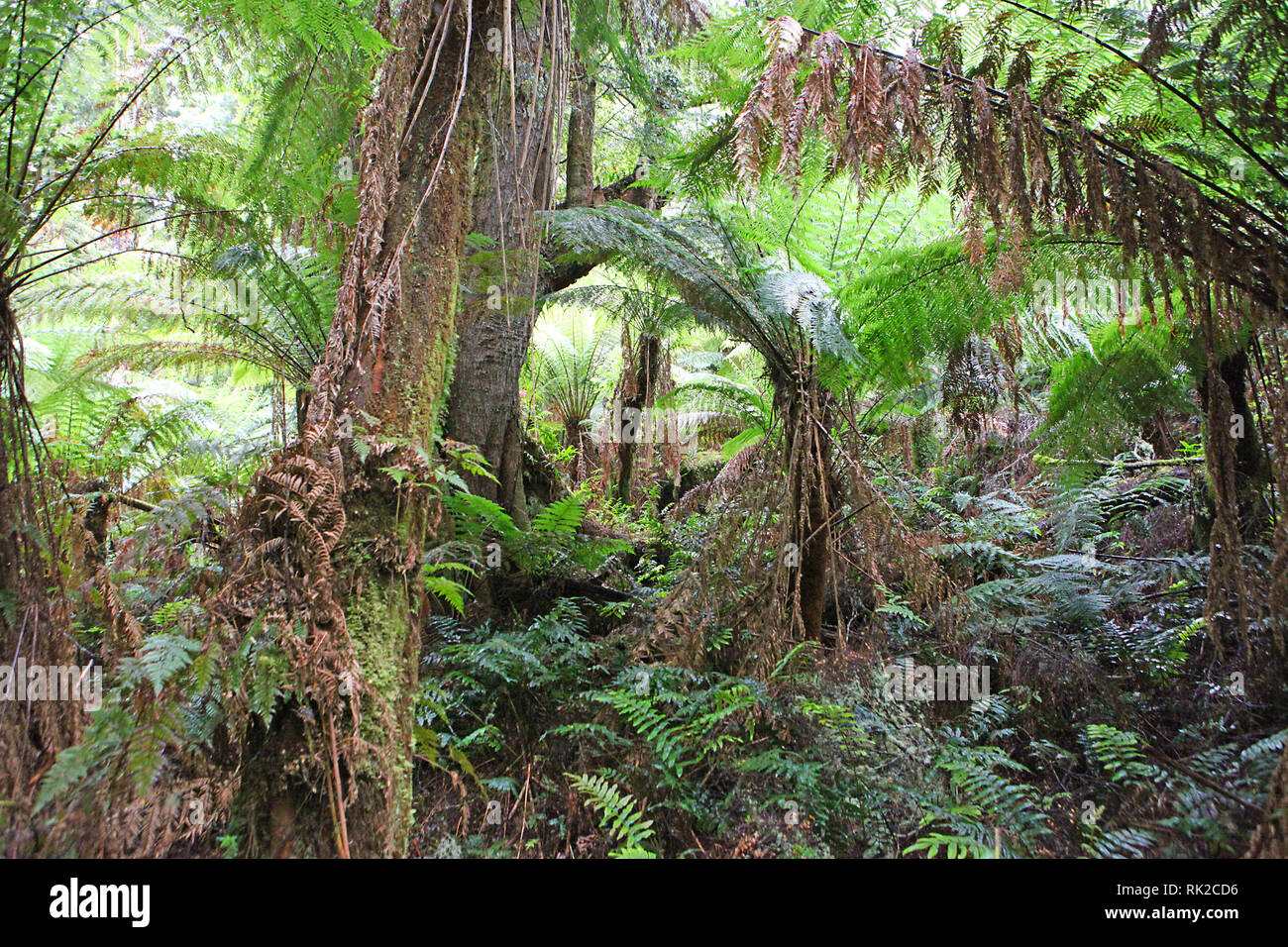 Visitare l'Australia. Fogliame, boschi e sentieri in alcuni dell'Australia foreste pluviali Foto Stock