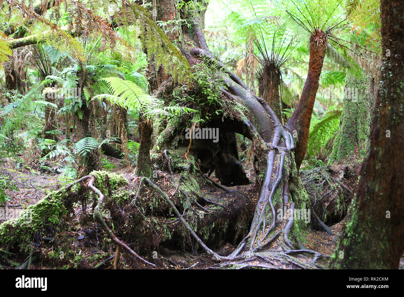 Visitare l'Australia. Fogliame, boschi e sentieri in alcuni dell'Australia foreste pluviali Foto Stock