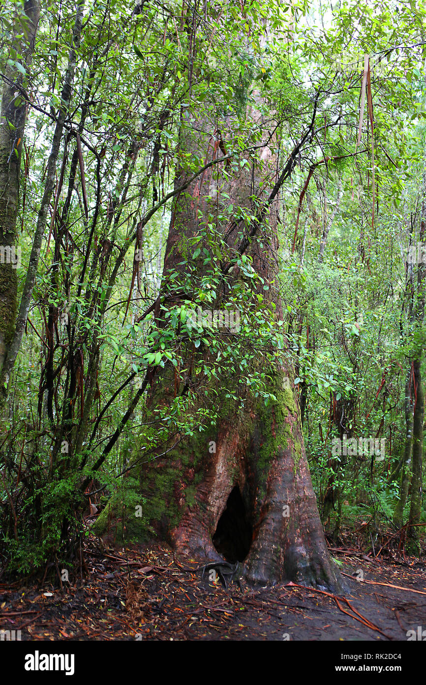 Visitare l'Australia. Fogliame, boschi e sentieri in alcuni dell'Australia foreste pluviali. boardwalk a Maits Rest foresta pluviale nel Otways Foto Stock