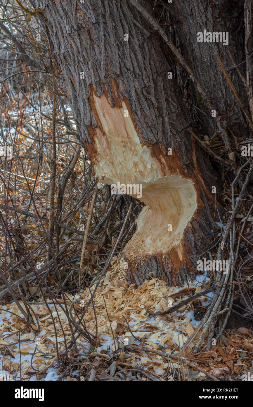 Tronco di Cottonwood gravemente masticato da Beaver Nord America, mostrando trucioli di legno a terra. Castle Rock Colorado Stati Uniti. Foto scattata a dicembre. Foto Stock