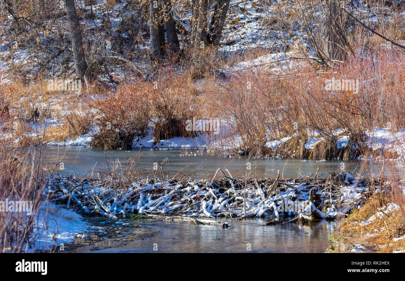 Neve sulla nuova diga di Beaver e stagno in lontananza, Castle Rock Colorado USA. Gli alberi di Cottonwood e i salici crescono sullo sfondo. Foto scattata a dicembre. Foto Stock