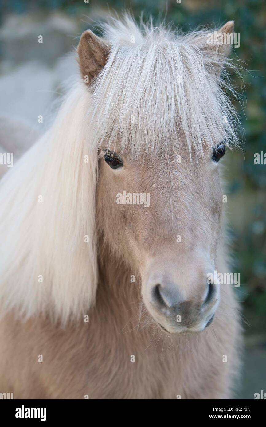 Pony Shetland Ritratto di testa Palamino colore Foto Stock