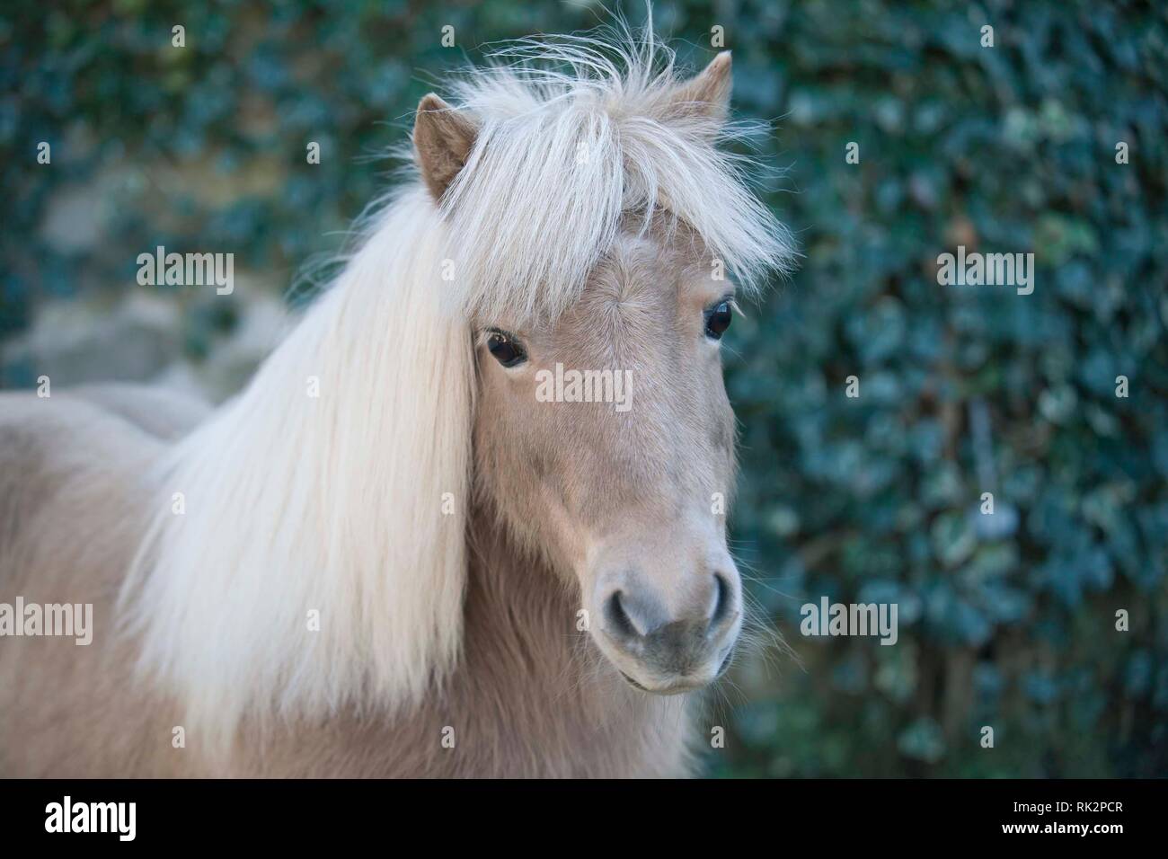 Pony Shetland Ritratto di testa Palamino colore Foto Stock