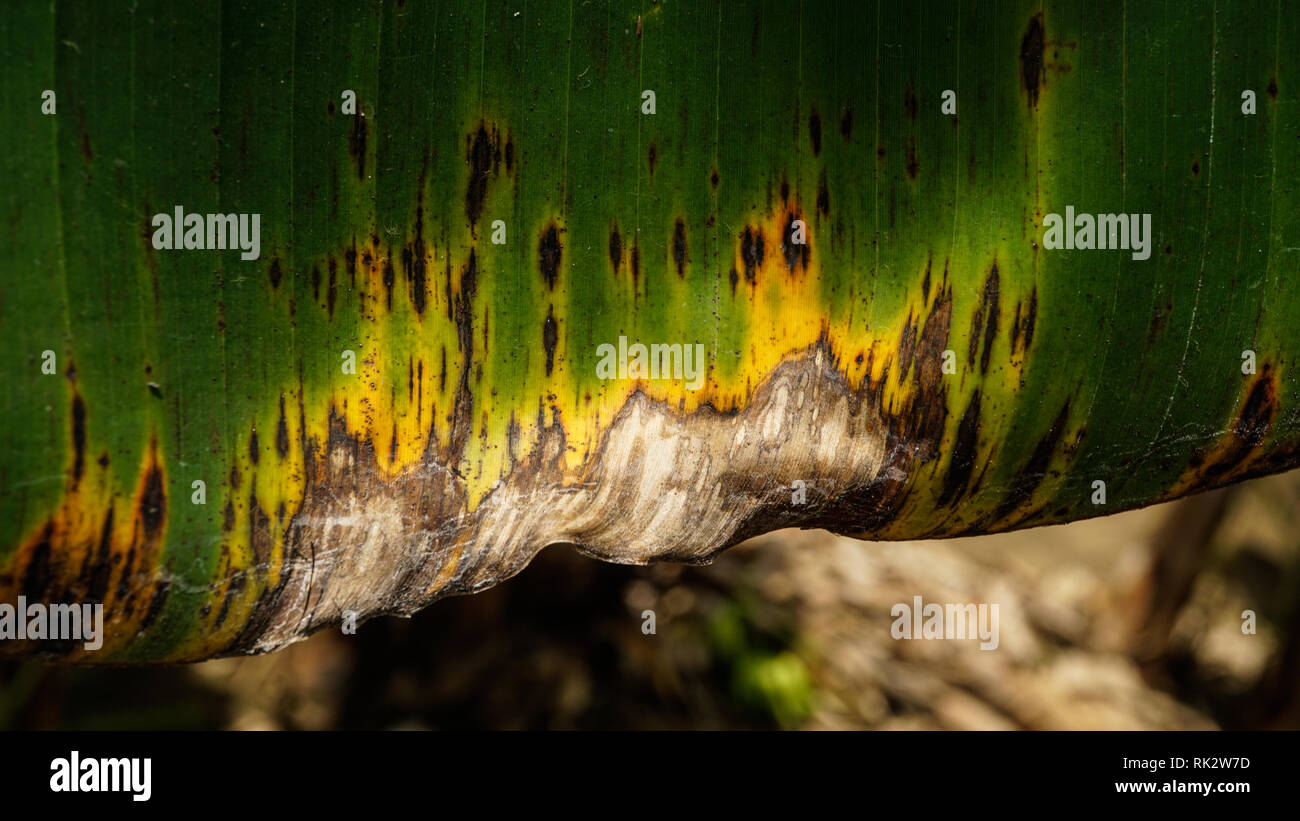 Sintomi Banana Black Sigatoka Leaf Foto Stock
