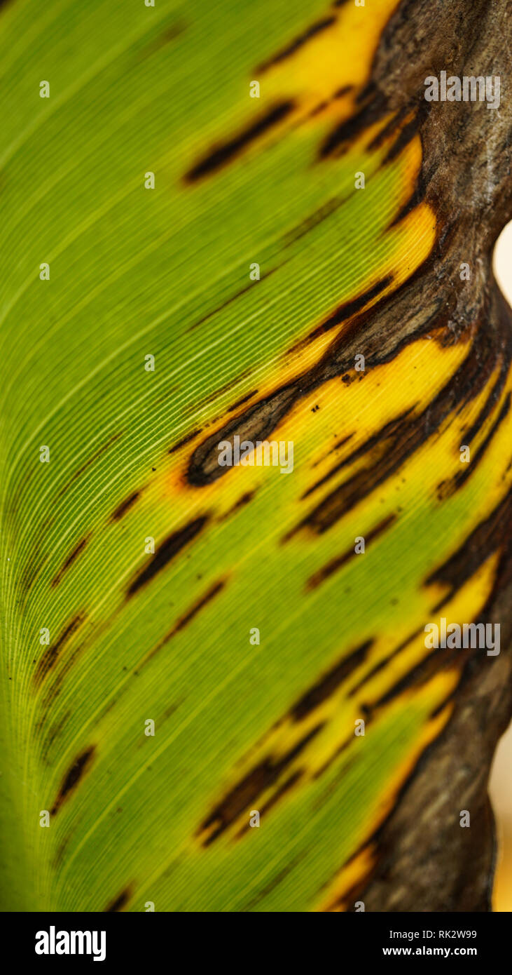 Sintomi Banana Black Sigatoka Leaf Foto Stock