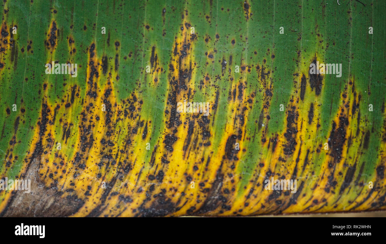 Sintomi Banana Black Sigatoka Leaf Foto Stock