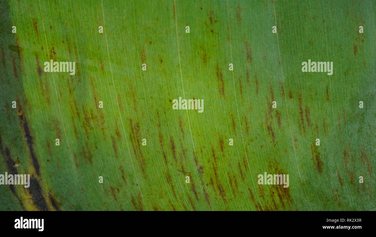 Sintomi Banana Black Sigatoka Leaf Foto Stock