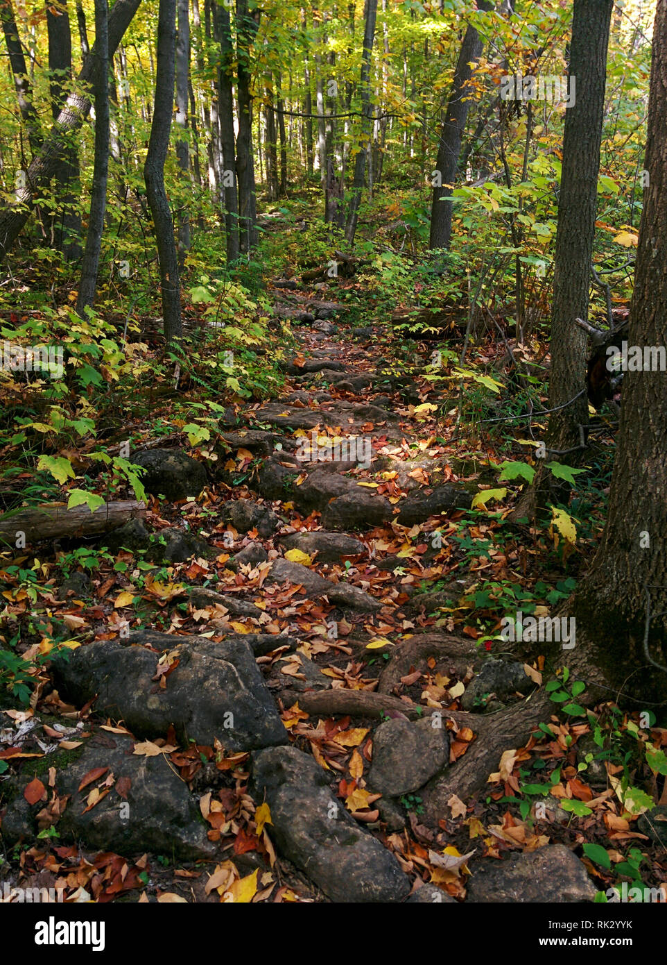Sassoso sentiero nel bosco di Ontario, Canada Foto Stock