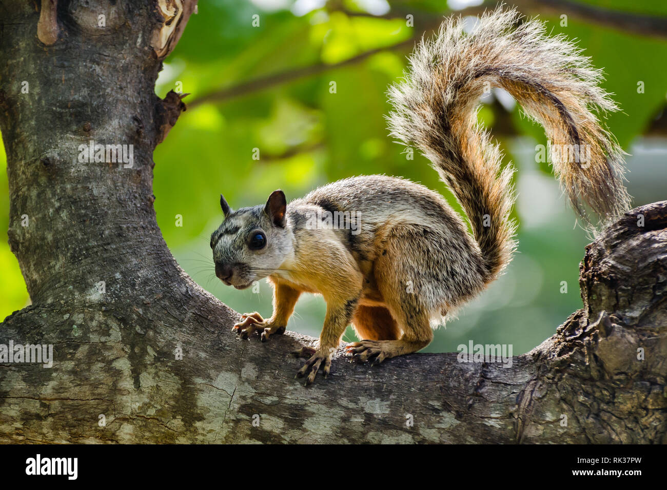 Variegata di scoiattolo (Sciurus variegatoides) Foto Stock