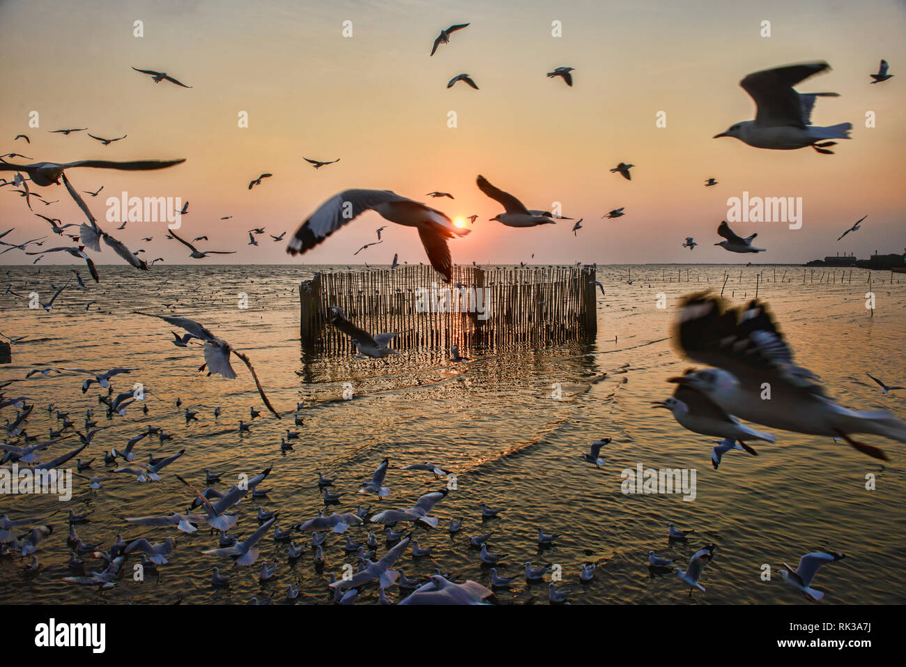 Aironi, gabbiani e sterne al tramonto a Bang Pu Bird Sanctuary, Bangpu, Samutprakarn, Thailandia Foto Stock