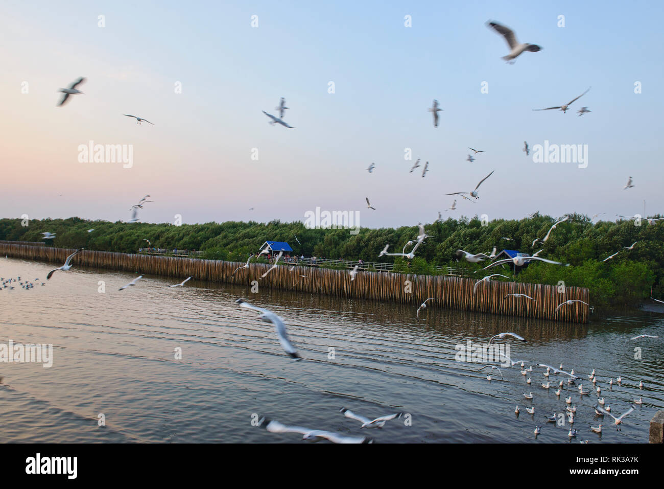 Aironi, gabbiani e sterne al tramonto a Bang Pu Bird Sanctuary, Bangpu, Samutprakarn, Thailandia Foto Stock