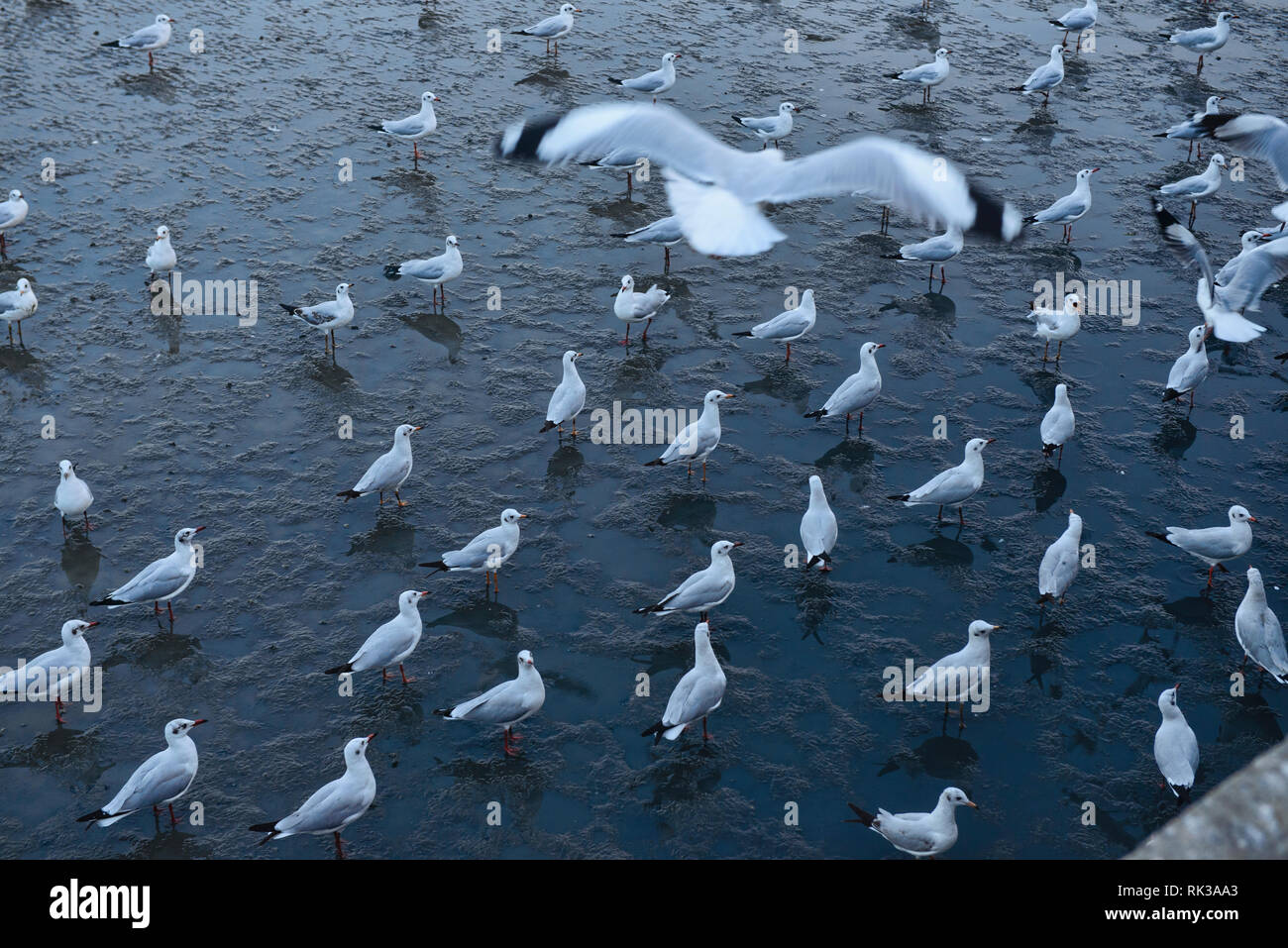 Aironi, gabbiani e sterne al tramonto a Bang Pu Bird Sanctuary, Bangpu, Samutprakarn, Thailandia Foto Stock