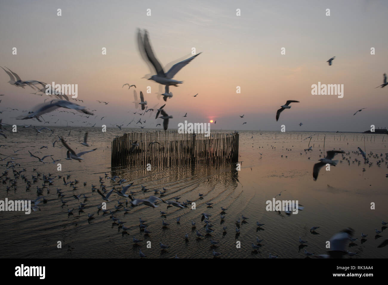 Aironi, gabbiani e sterne al tramonto a Bang Pu Bird Sanctuary, Bangpu, Samutprakarn, Thailandia Foto Stock