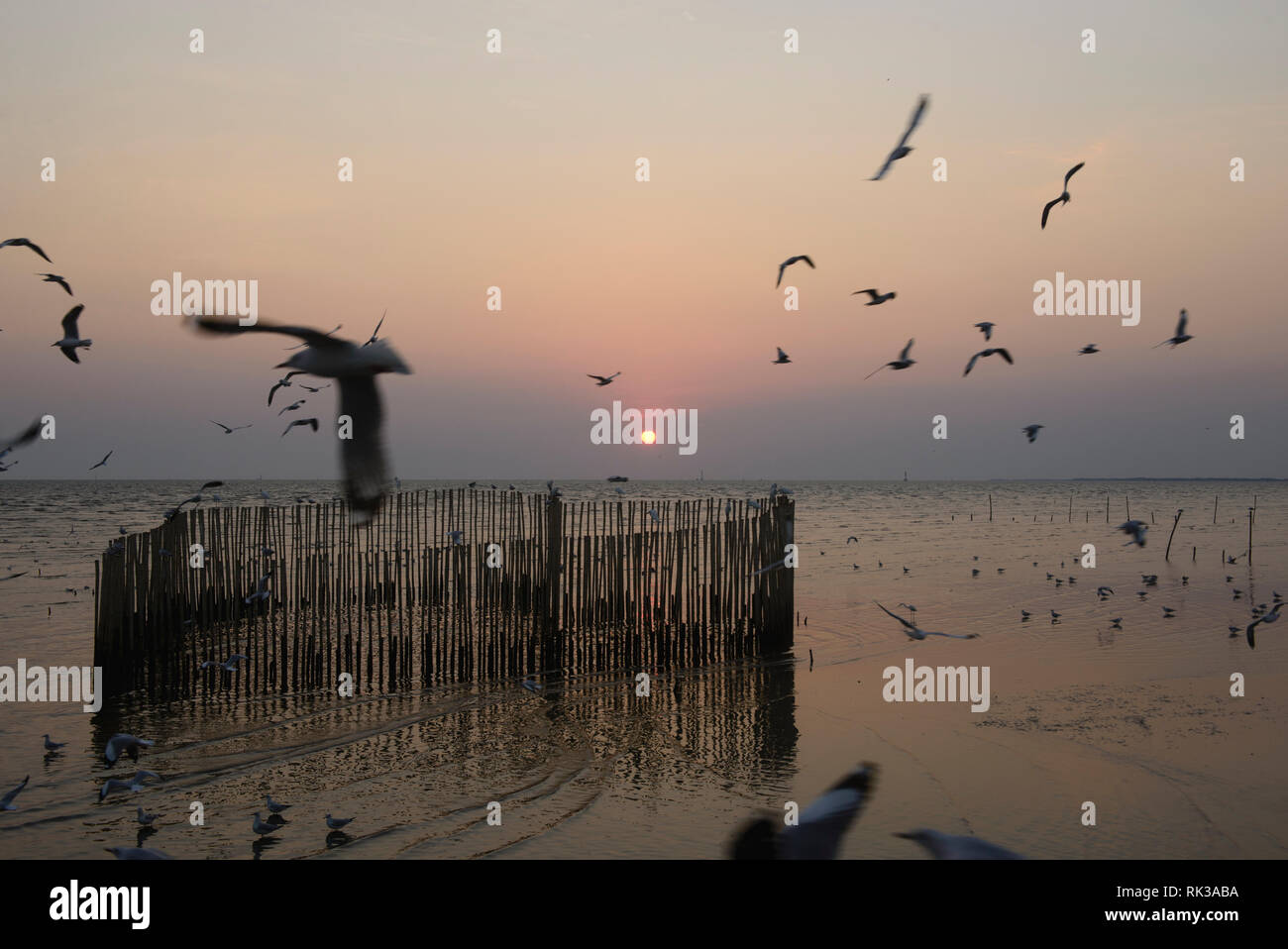 Aironi, gabbiani e sterne al tramonto a Bang Pu Bird Sanctuary, Bangpu, Samutprakarn, Thailandia Foto Stock