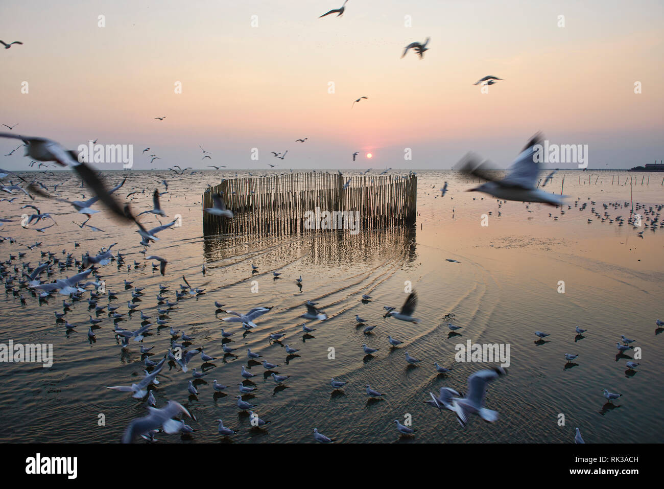 Aironi, gabbiani e sterne al tramonto a Bang Pu Bird Sanctuary, Bangpu, Samutprakarn, Thailandia Foto Stock