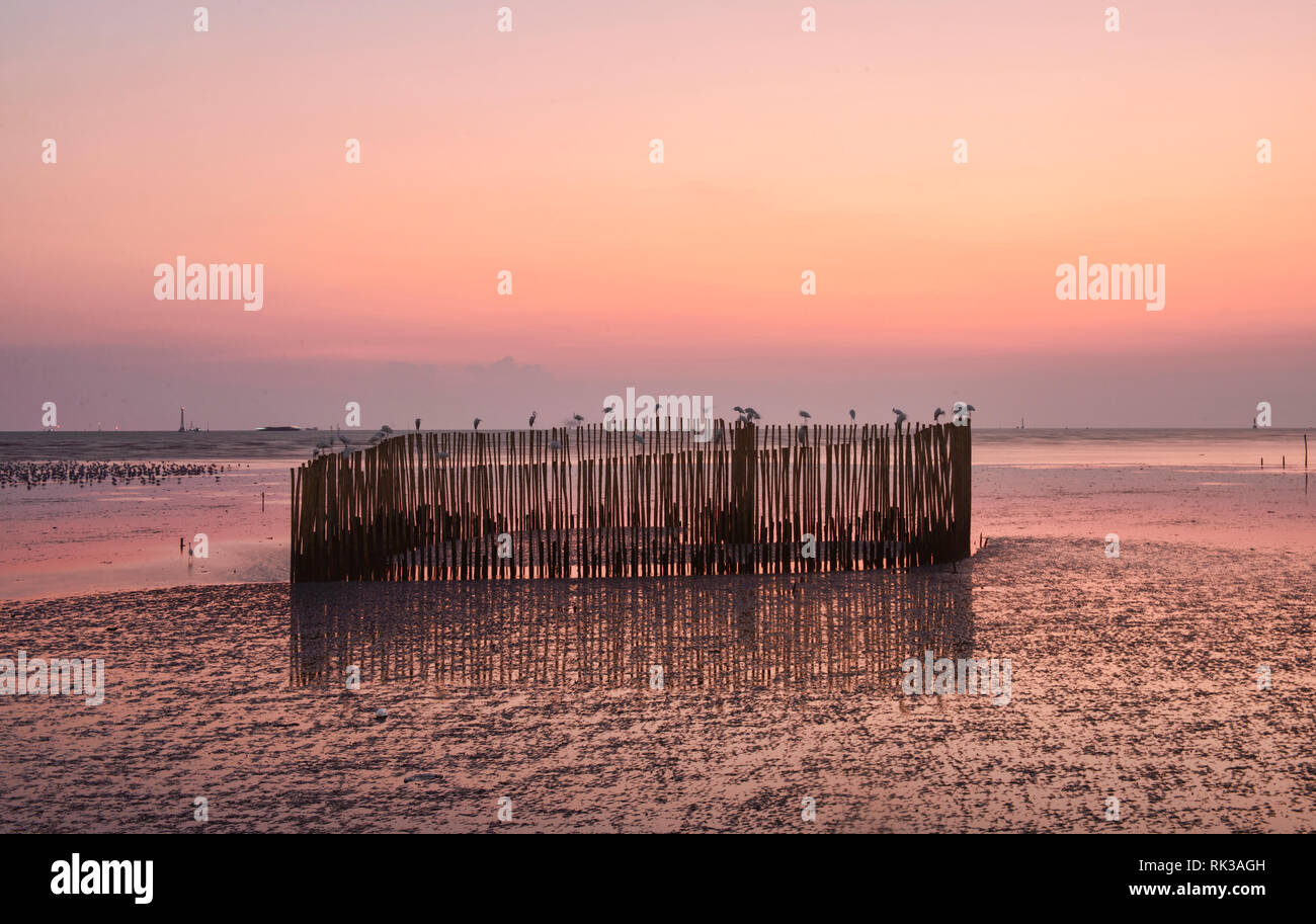 Garzetta appollaiata su pali di bambù a Bang Pu Bird Sanctuary, Samutprakarn, Thailandia Foto Stock