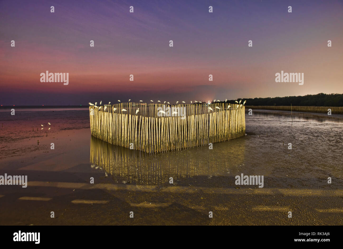 Garzetta appollaiata su pali di bambù a Bang Pu Bird Sanctuary, Samutprakarn, Thailandia Foto Stock