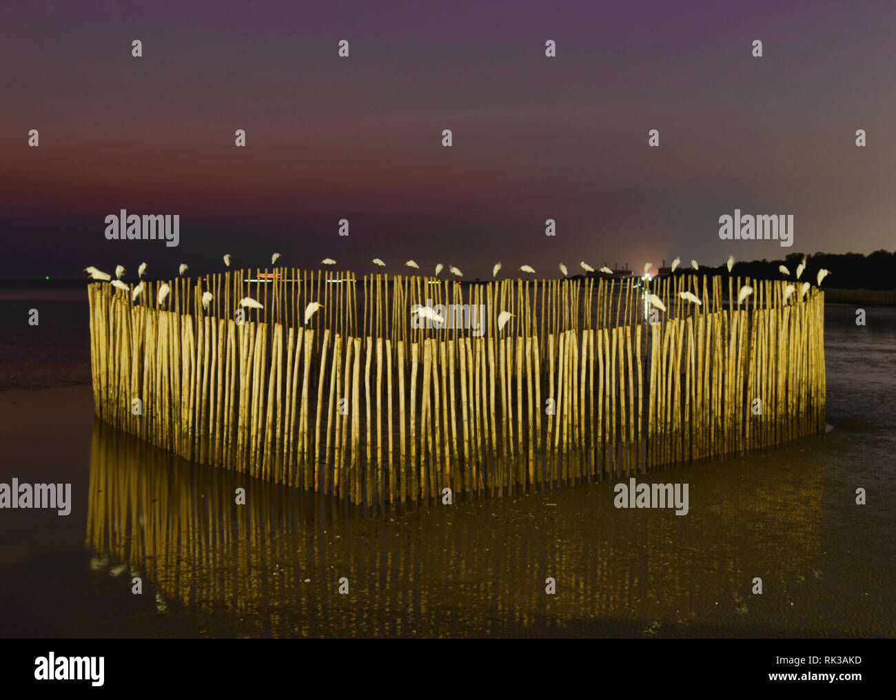 Garzetta appollaiata su pali di bambù a Bang Pu Bird Sanctuary, Samutprakarn, Thailandia Foto Stock