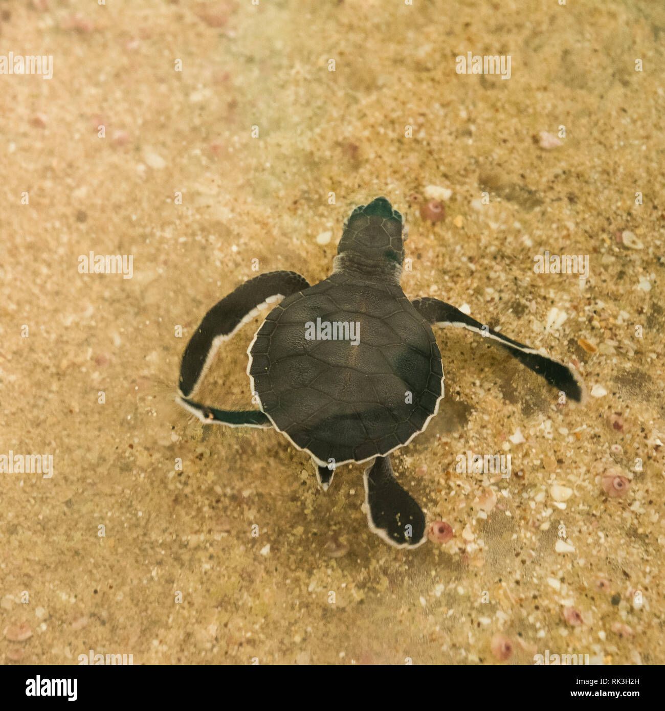 Libera la tartaruga cub nuotare nel mare Foto Stock