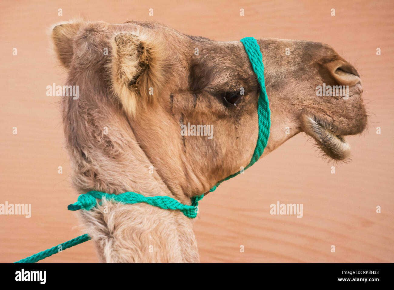 Ritratto della testa di un dromedario Foto Stock