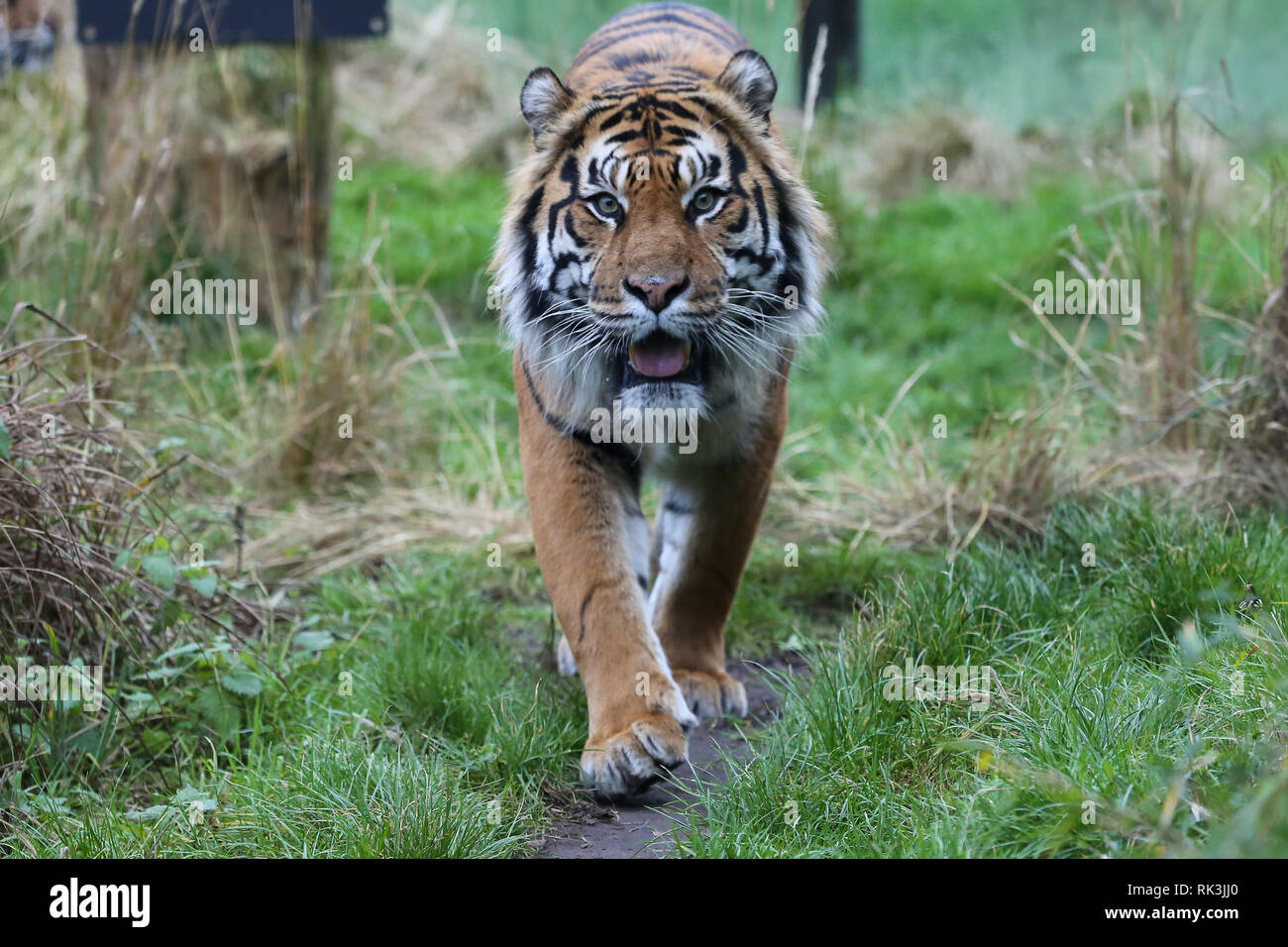 File immagine della tigre di Sumatra Melati visto presso lo Zoo di Londra. È stato riportato che il 8 febbraio 2019, dieci anni tigre di Sumatra Melati è stato ucciso mentre viene introdotto un nuovo 7 anno vecchio maschio Asim presso lo Zoo di Londra. Foto Stock