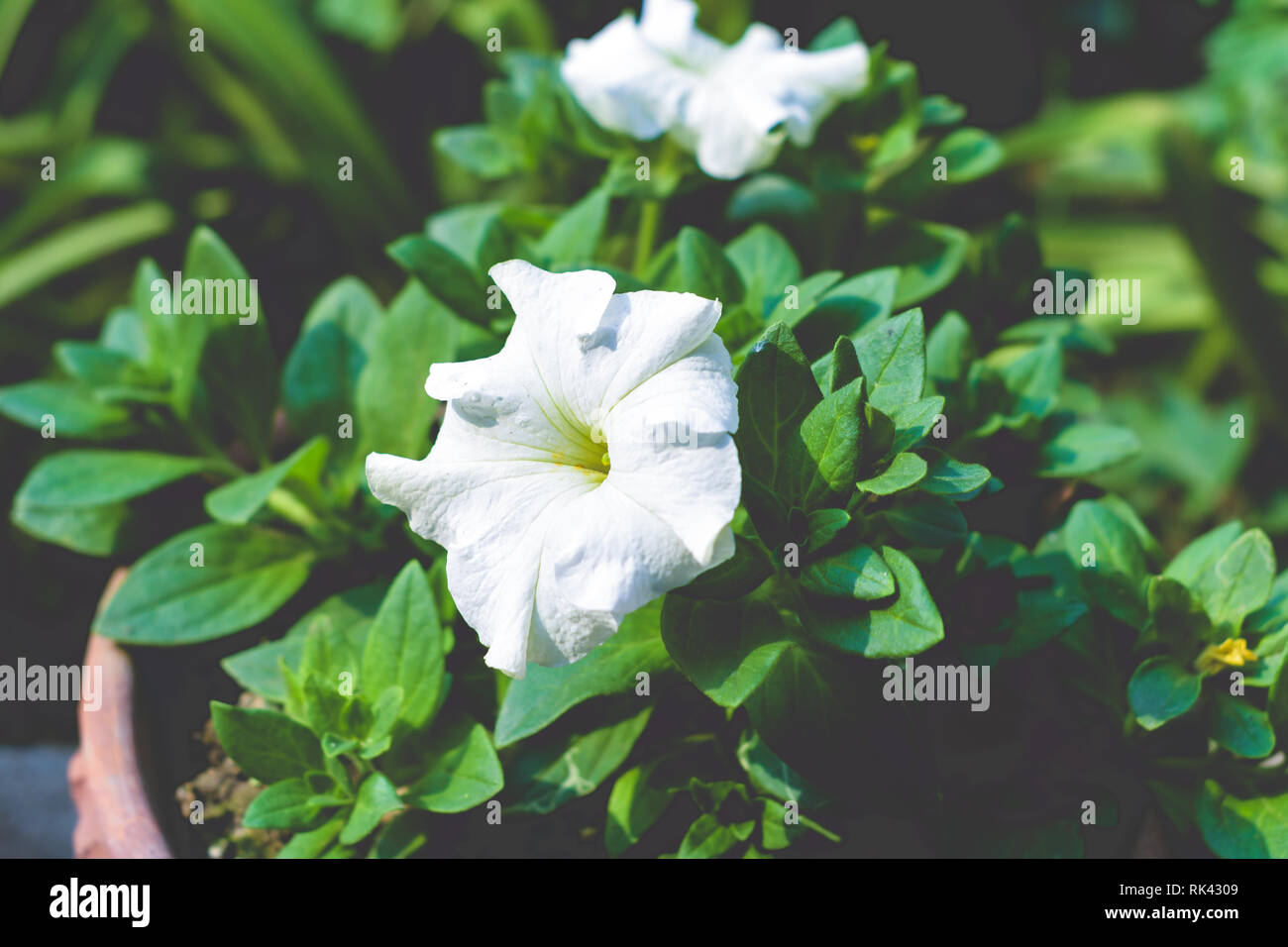 Un fiore di Datura impianto derivato dalla parola indù 'Dhatura'. Essi sono anche chiamati moonflowers, jimsonweed, devil's erbaccia, le campane dell'inferno, thorn-apple. Th Foto Stock