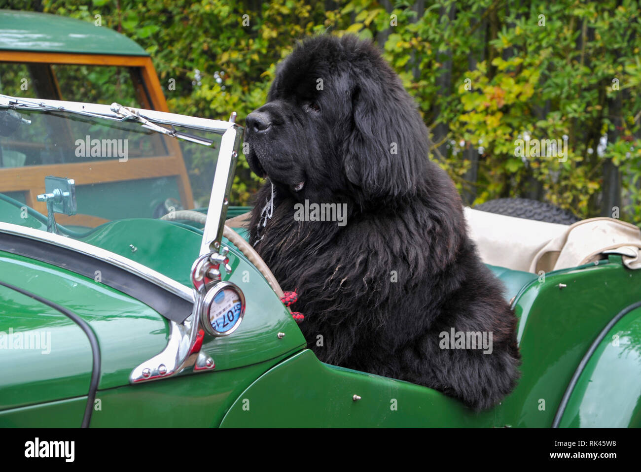 Cane prendendo un classico auto sportiva per una trasmissione Foto Stock