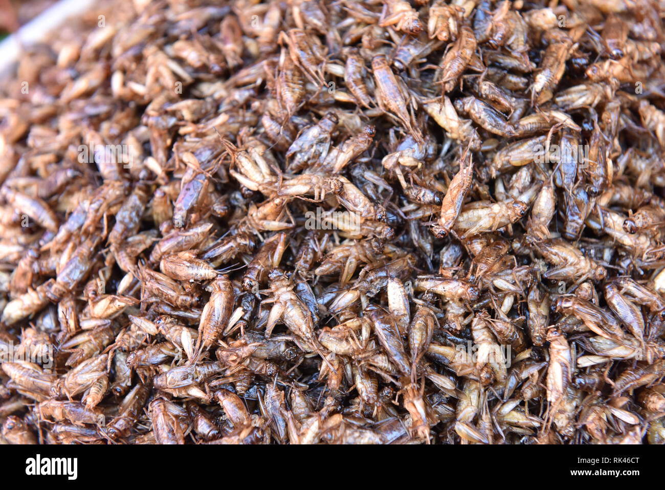 Gli insetti commestibili, Chiang Mai, Thailandia Foto stock - Alamy