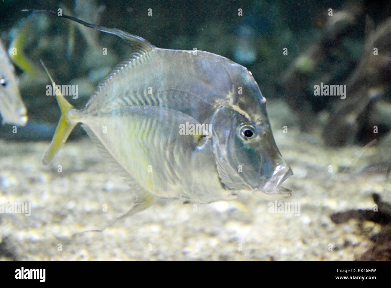 Pesce d'argento sotto acqua a Bournemouth Oceanarium, un acquario pubblico, sul lungomare, Bournemouth, Inghilterra, Regno Unito Foto Stock