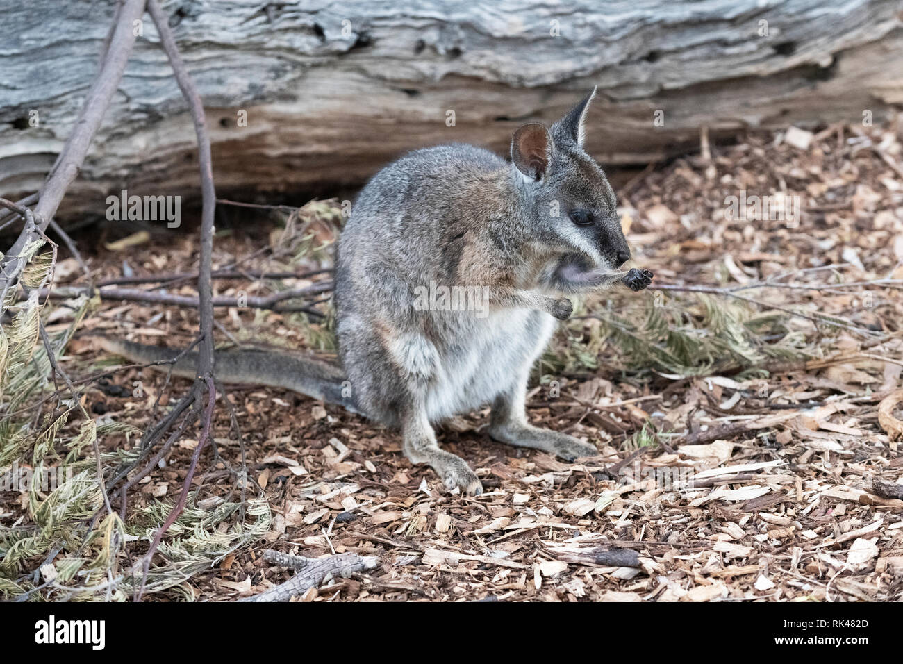 Tammar wallaby, Macropus eugenii, a Werribee Open Plains Zoo. Foto Stock