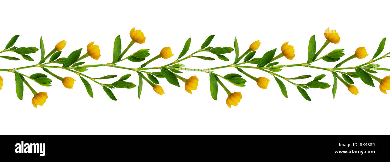 Disposizione senza soluzione di continuità con il verde delle foglie e fiori di colore giallo isolato su bianco Foto Stock