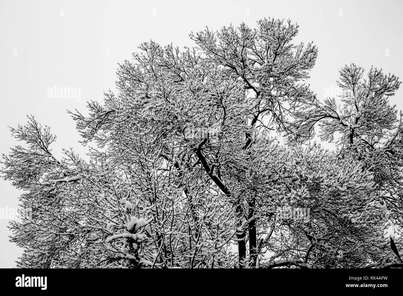 I rami degli alberi ricoperti di neve nel Parco - fotografia in bianco e nero Foto Stock