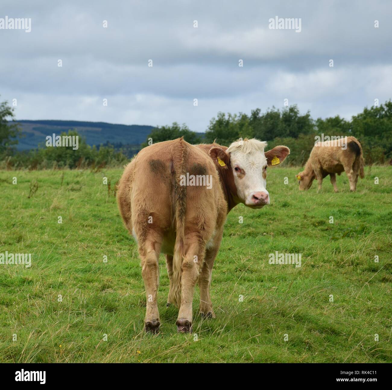 Un allevamento bovino sull Isola Santa del Lough Derg, Irlanda, vivere libero è in estate. Foto Stock