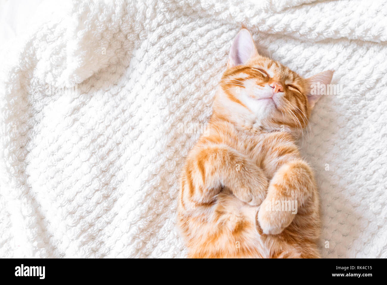 Lo zenzero gatto dorme sul soffice coltre bianca, casa accogliente e relax concetto, carino rosso o lo zenzero cat. Foto Stock