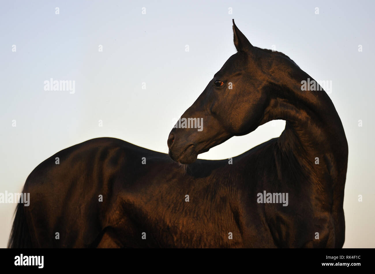 Nero teke akhal stallone dando uno sguardo indietro al tramonto. In orizzontale e verticale,lateralmente. Foto Stock