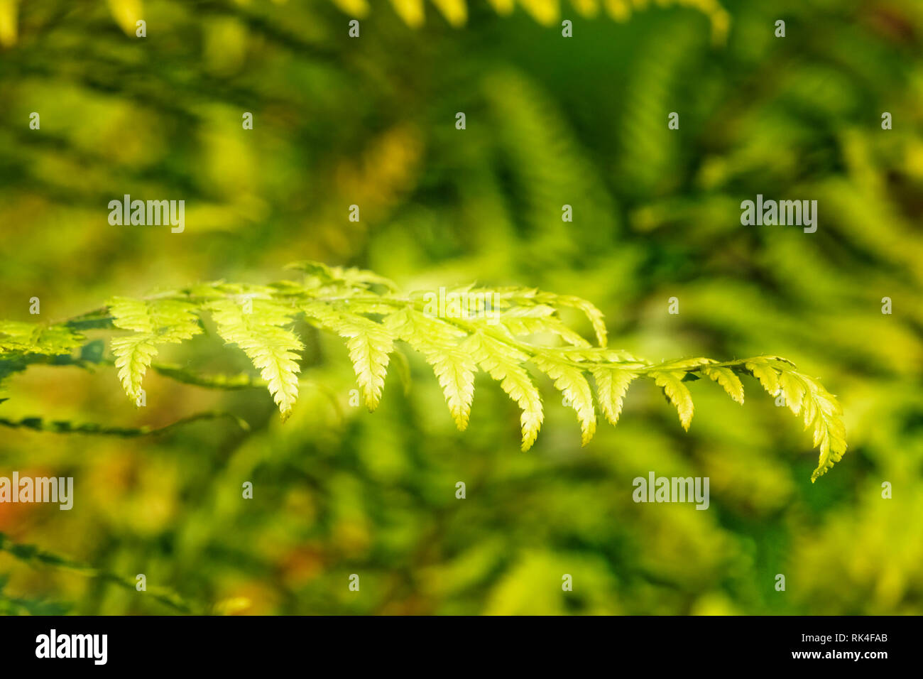 Foglie piccole di protezione morbida fern anche chiamato Polystichum setiferum ,lo sfondo è fuori fuoco verde ,l'armonia nella natura Foto Stock