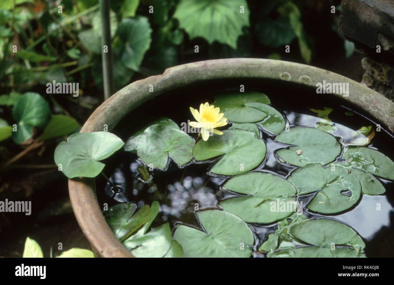 Il vecchio giardino di pietra pentola contenente acqua GIGLI Foto Stock