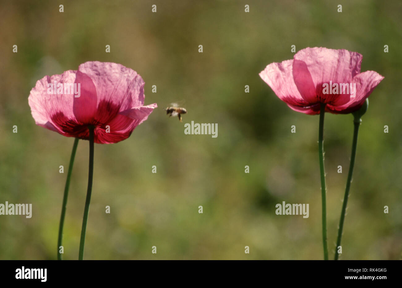 Un'ape vola da una rosa di papavero (Papaver) T0 un'altra. Foto Stock